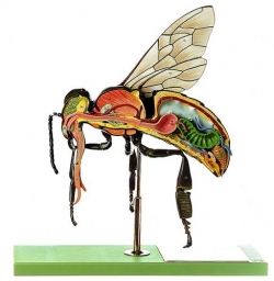 Anatomický model včely dělnice (Apis mellifera)