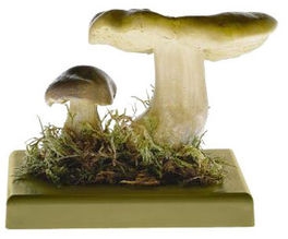 Čirůvka zelánka (Tricholoma flavovirens)