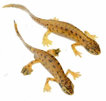 Čolek hranatý - pár (Triturus helveticus)