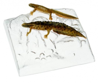 Čolek obecný - pár (Triturus vulgaris)