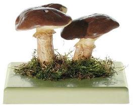 Klouzek obecný (Suillus luteus)