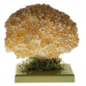 Kotrč kadeřavý (Sparassis crispa)