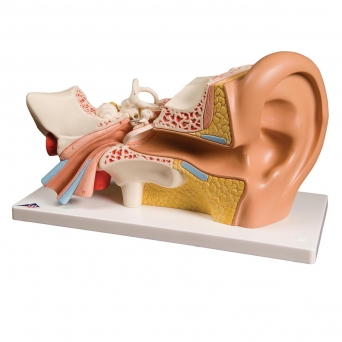 Lidské ucho