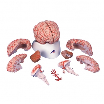 Lidský mozek s tepnami Deluxe