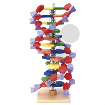 Malý model DNA