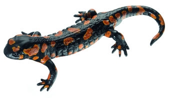 Mlok skvrnitý, červená varianta - sameček (Salamandra salamandra)