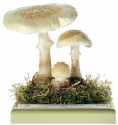 Muchomůrka citronová (Amanita citrina)