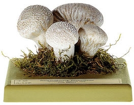 Pýchavka obecná (Lycoperdon perlatum)