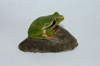 Rosnička zelená (Hyla arborea)