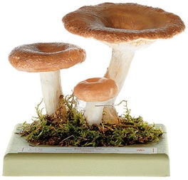 Ryzec kravský (Lactarius torminosus)