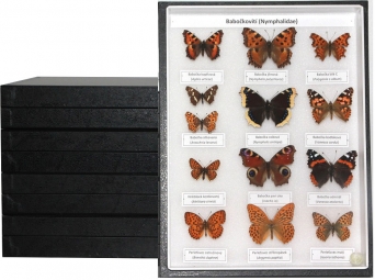 Sbírka motýlů České republiky