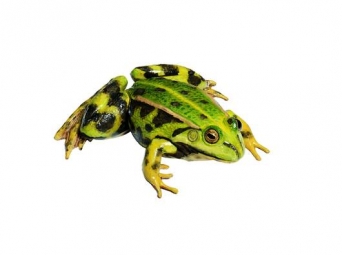 Skokan zelený - samička (Rana kl. esculenta)