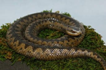 Zmije obecná (Vipera berus)