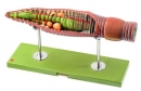 Anatomický model žížaly (Lumbricus terrestris)