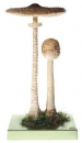 Bedla vysoká II. (Macrolepiota procera)