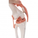 Flexibilní model kolenního kloubu