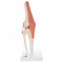 Flexibilní model kolenního kloubu Deluxe