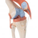 Flexibilní model kolenního kloubu Deluxe