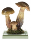 Hřib koloděj (Boletus luridus)