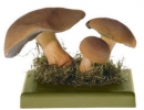 Hřib strakoš (Suillus variegatus)