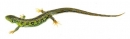 Ještěrka obecná - sameček (Lacerta agilis)