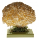 Kotrč kadeřavý (Sparassis crispa)