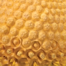 Květ heřmánku (Matricaria chamomilla)