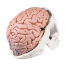 Lidská lebka s mozkem