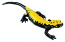 Mlok černý se žlutými skvrnami - sameček (Salamandra atra aurorae)