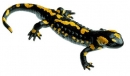 Mlok skvrnitý - sameček (Salamandra salamandra)