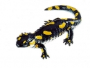 Mlok skvrnitý - samička (Salamandra salamandra)