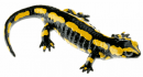 Mlok skvrnitý západní - samička (Salamandra terrestris)