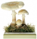 Muchomůrka citronová (Amanita citrina)
