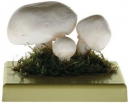 Pečárka (žampion) polní (Agaricus campestris)