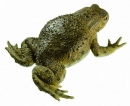 Ropucha obecná - samička (Bufo bufo)