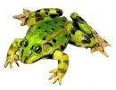 Skokan zelený - sameček (Rana kl. esculenta)