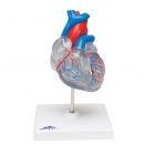 Model srdce, transparentní