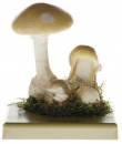 Muchomůrka zelená II. (Amanita phalloides)