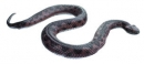 Zmije růžkatá (Vipera ammodytes)