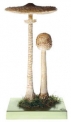 Bedla vysoká II. (Macrolepiota procera)