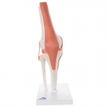 Flexibilní model kolenního kloubu
