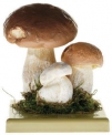 Hřib smrkový (Boletus edulis)