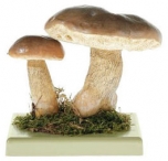 Hřib žlučník (Tylopilus Felleus)