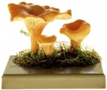 Liška obecná (Cantharellus cibarius)