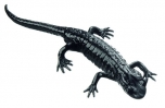 Mlok černý - sameček (Salamandra atra)