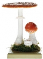 Muchomůrka červená (Amanita muscaria)