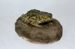 Ropucha krátkonohá (Bufo calamita)