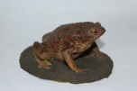 Ropucha obecná (Bufo bufo)