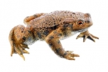 Ropucha obecná - sameček (Bufo bufo)