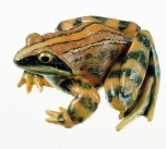 Skokan ostronosý (Rana arvalis)